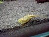 triops (3).JPG