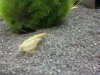 triops (2).JPG