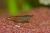 110328_Neocaridina_heteropoda_nominat_1.jpg