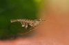 110328_Neocaridina_heteropoda_nominat_2.jpg