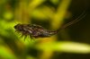 110304_Cancriformis_Tag21_5.jpg