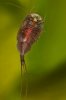 110304_Cancriformis_Tag21_1.jpg