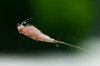 110115_Longicaudatus_Tag15_2.jpg
