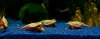 110323_Queensland_Tag29_1.jpg