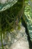 110331_Cancriformis_Tag48+Amanos+Gurke_06.jpg