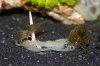 110331_Cancriformis_Tag48+Amanos+Gurke_09.jpg