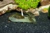 110331_Cancriformis_Tag48+Amanos+Gurke_01.jpg