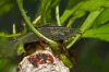 110331_Cancriformis_Tag48+Amanos+Gurke_05.jpg