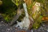 110331_Cancriformis_Tag48+Amanos+Gurke_10.jpg