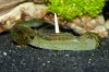 110331_Cancriformis_Tag48+Amanos+Gurke_03.jpg