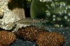 110331_Cancriformis_Tag48+Amanos+Gurke_02.jpg