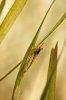 110331_Neocaridina_heteropoda_1.jpg
