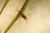 110331_Neocaridina_heteropoda_3.jpg