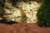 110331_Neocaridina_heteropoda_2.jpg