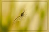 110404_Neocaridina_heteropoda_1.jpg
