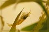 110404_Neocaridina_heteropoda_3.jpg