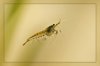 110404_Neocaridina_heteropoda_2.jpg