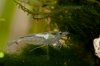 110412_White_Pearl.jpg