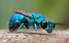 blue Wasp.jpg