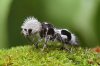 Panda Wasp .jpg
