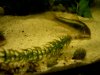 Corydoras gruen -2.JPG