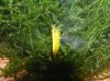 Yellow Fire 7.JPG