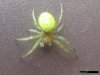 Ekelige Spinne b.jpg