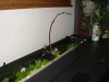 Juwel 2011 004.JPG