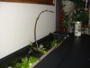 Juwel 2011 003.JPG