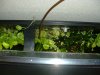 Juwel 2011 001.JPG