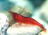 shrimp_malili_red_bee.jpg