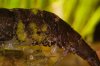 110517_Larry_mit_gruenem_Bewuchs.jpg