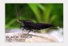 Blue Bolt Shrimp 7.jpg