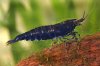 11 Caridina Tigergarnele Schwarze .jpg