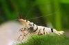 White Tiger shrimp .jpg