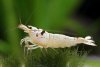 Skaii Shrimp.jpg