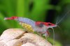 Rili Shrimp .jpg