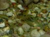 Neocaridina-grün.jpg