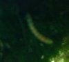 Foto1.JPG