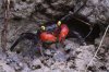 Geosesarma new species.jpg
