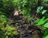 habitat Geosesarma Vampir.jpg