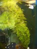 Limnophila aquatica ohne CO² bei 22°C.JPG