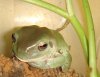 Froggie.JPG