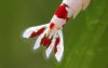 Red Bee 1.jpg