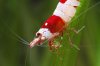 Red Bee 3 .jpg