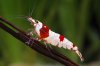 Red Bee 6.jpg