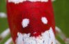Red Bee 12.jpg