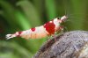 Red Bee 15.jpg