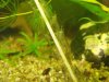Caridina parvidentata.jpg