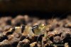 trifasciata_800_01.jpg